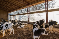 livestock-05