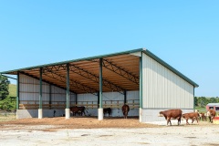 livestock-11