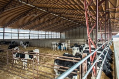 livestock-13