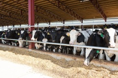 livestock-16