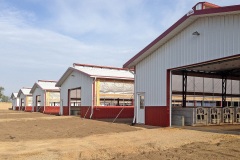 livestock-26
