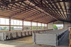 livestock-27
